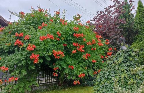 Kosiv House | Котедж "Хата Рибака"