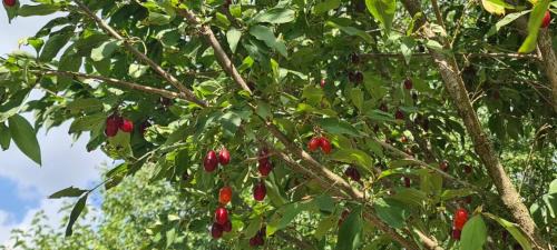 Kotel House | Къща за гости Светулките Fireflies Guest House