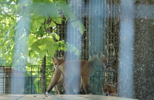 Soymy Apartment | На березі річки