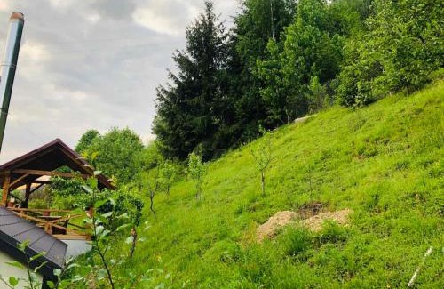 Soymy House | Під лісом