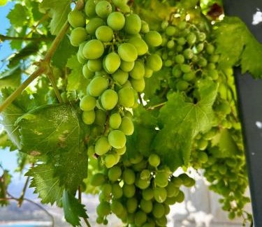 Ilabun Apartment | בית אום ג'מאל - משפחת דגש