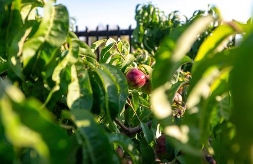 Ein Zivan House | זיו הגולן