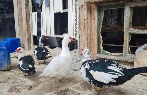 Majd el Kurum Apartment | חוות הכרמים היפה