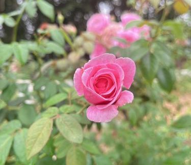 Thong Pha Phum House | บ้านพอดีโฮมสเตย์ทองผาภูมิ -กาญจนบุรี