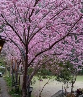 Fuxing District Other | 薔薇谷 民宿字108號