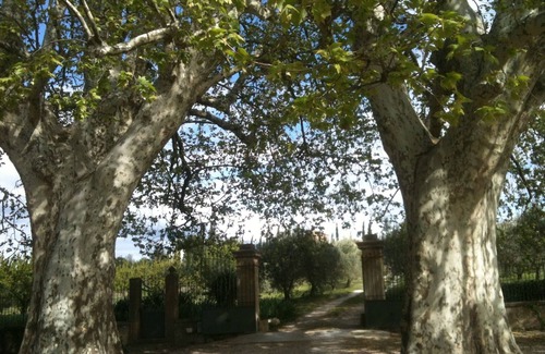 Caromb House | 18th century family House , in quiet 5000 acres park of old trees,olive orchards