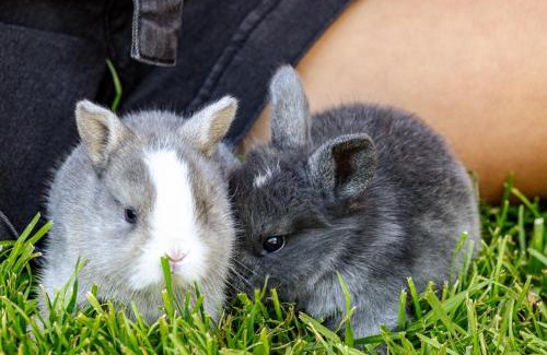 Casola Apartment | Apartments Perfila Falkenauge