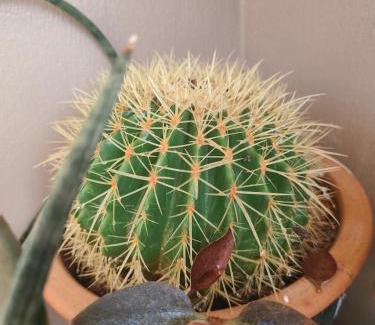 Vathianos Kampos House | Artemis Home