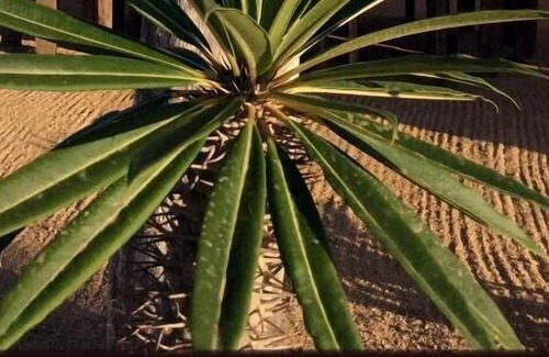 Todos Santos Cabin | Camp - Santos