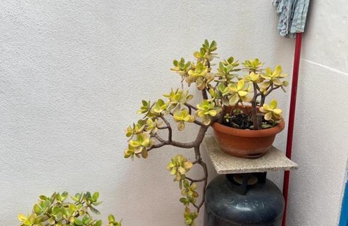 Calasetta House | Casa Vacanza Felice