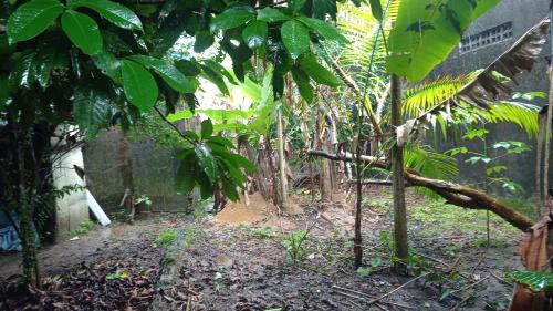 Belem House | Chácara AVIZ - um pedaço da Amazônia