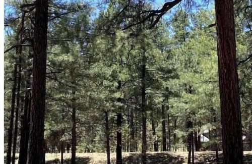 Alpine Cabin | Comfy Cozy Cabin in the tall pines of Alpine AZ #1