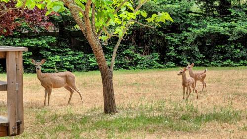 Sonoma House | Craftsman Style Cabin In The Heart Of Sonoma- Includes Wine Tasting Passport