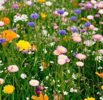 Keadue Other | Easkey Glamping Village