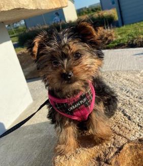 Keadue Other | Easkey Glamping Village