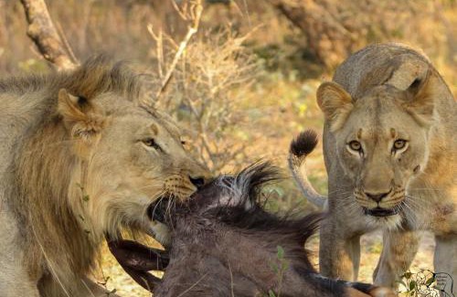 Manyoni Other | Issah tours and safari guide tz