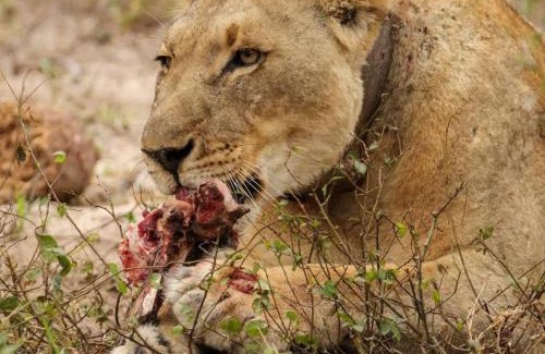 Manyoni Other | Issah tours and safari guide tz