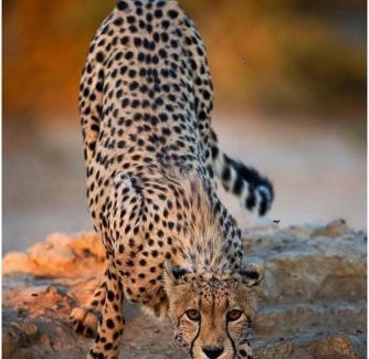 Manyoni Other | Issah tours and safari guide tz