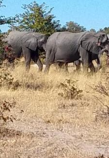 Kongola Other | Kayubo Campsite