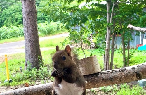 Minamifurano House | Large panoramic view of the ski slopes from the large windows. Ezo squirrels and wild birds visit the windows and can be fed during your stay. The warmth of the wood stove creates a comfortable moment. (Pets are allowed.)