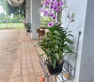 Wat Bung Toei Apartment | littlehousekhaoyai ลิตเติ้ลเฮาส์เขาใหญ่