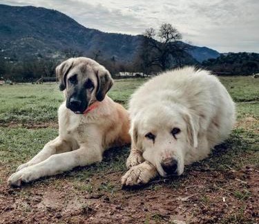 Three Rivers House | Matanah Meadows Farm, Great for 2 Families, Sequoia National Park and Working Farm