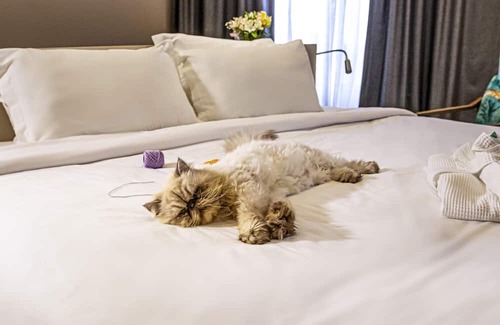 Florianopolis Hotel | Mercure Florianópolis