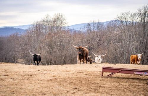 Haywood House | Mountain Mama Ranch - Luxe Farmhouse on 200 acres close to Shenandoah, with top amenities, longhorns and Blue Ridge mountain views