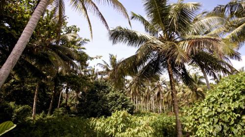 Aluthgama House | Neos Palm Paradise