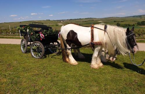 Gau-Weinheim Apartment | NEU! FeWo Tinkerhof nähe Bingen