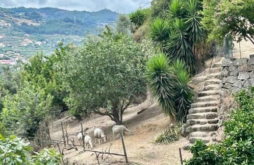 Baiao House | Stay on a Vineyard in Douro Valley Quinta de Alvites