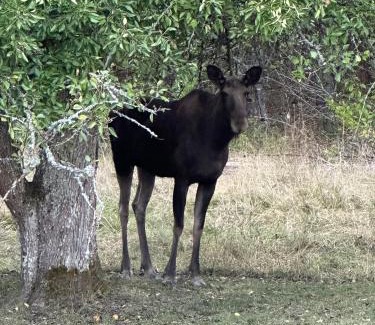 Trosa Cabin | Stubbhuggets Lillstuga