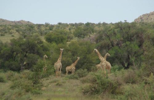 Solitaire Cabin | Swartfontein Game and Adventure Lodge