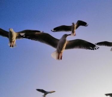 Penneshaw House | Trading Places Kangaroo Island