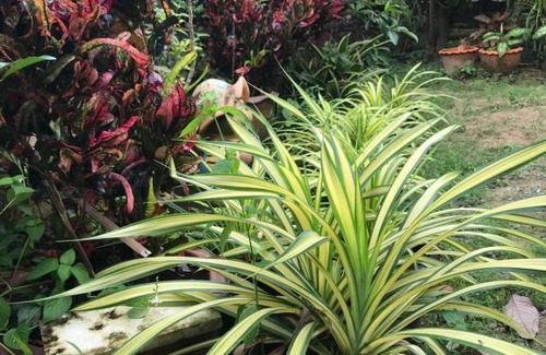 Ban Wang Hom Cabin | Tree in town ทรีอินทาวน์