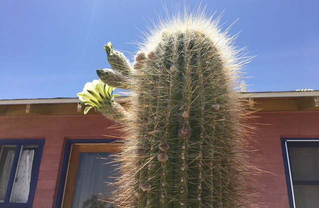 Artistic, Cool & Comfy Cabin Rental in Joshua Tree
