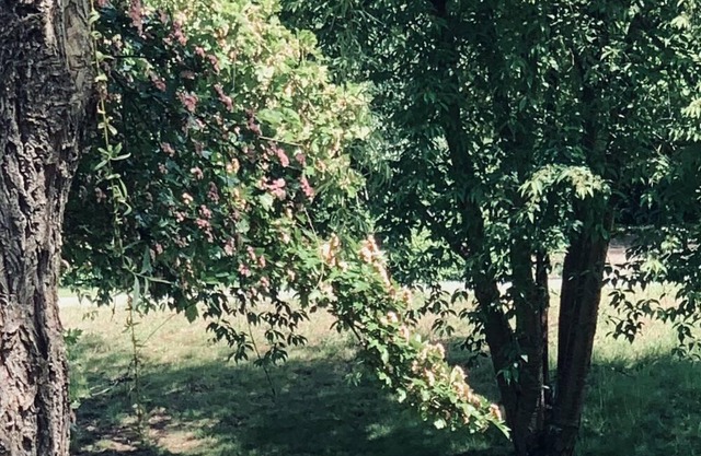 Barefoot Villas ( Kodiak room )