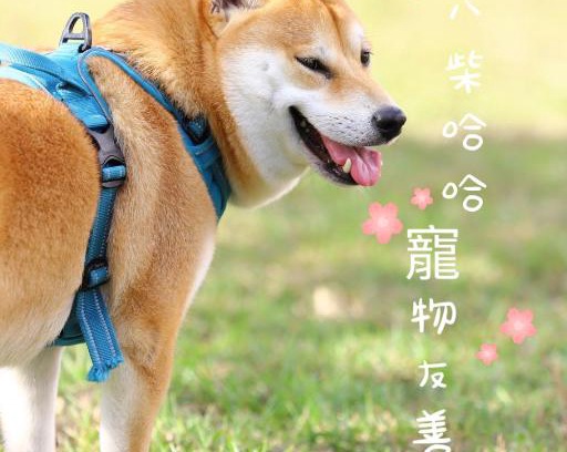 Hengchun House | 八柴哈哈寵物友善民宿