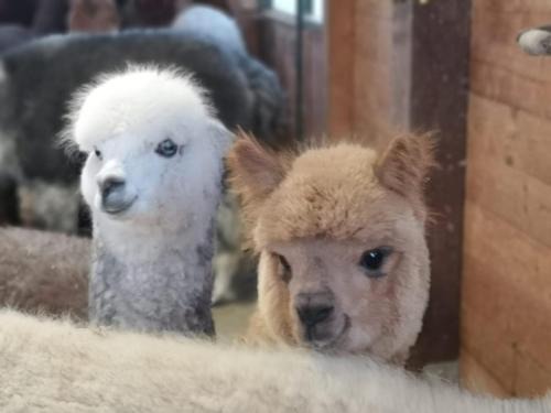 Sordiglio Bed & Breakfast | B&B Canossalpaca