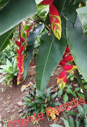 La Riviere Saint-Louis Other | CAMPING le fruit de la passion