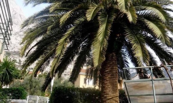 Kotor Apartment | Palma Apartments