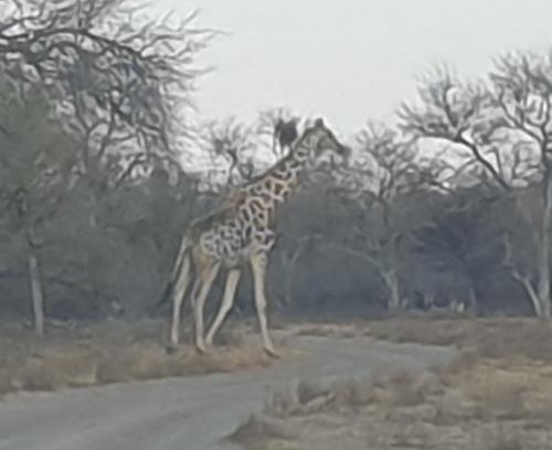 Grootfontein Cabin | Paradise Camp Game Lodge
