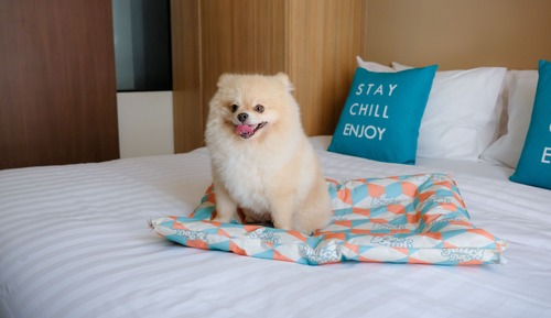 Pet-Friendly One Bedroom Suite