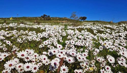 Standard Suite (No Ocean View)