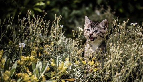 Two-Bedroom Superior Apartment