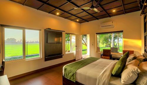 Superior room with Paddy field view