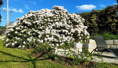 Apartment with Garden View