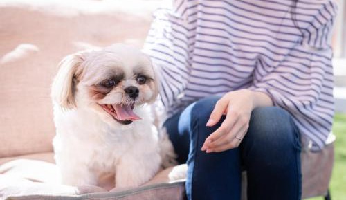 Dog Suite Villa (Pet allowed)