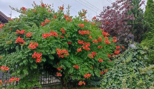 Deluxe Room (2 Adults + 1 Child)