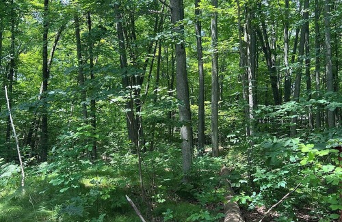 West Branch Cabin | Cozy 2-bedroom cabin in serene West Branch with AC, WiFi